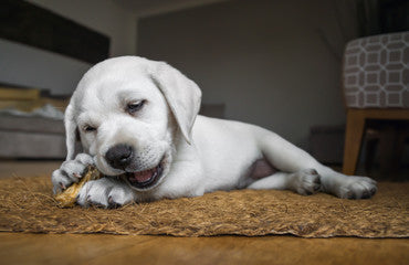 犬・猫の嘔吐におすすめ！「ボミットバスター」の解説