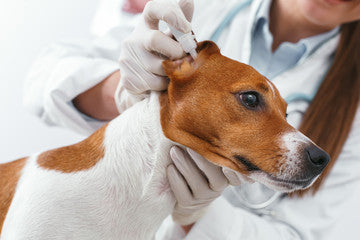 犬の耳の炎症を鎮める「ミミィーナ」について解説[獣医師・薬剤師監修]